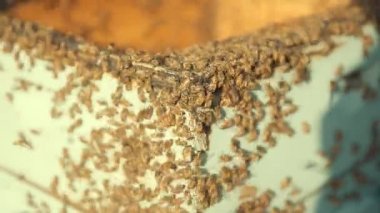 Arı kutusunun köşesindeki arılara yakın çekim. Doğrudan gün doğumu ışığında..