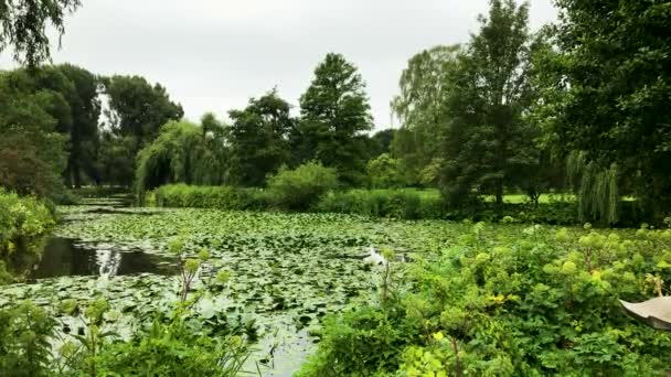 Kleiner Teich Einem Park Hamburg Mit Vielen Wasserblumen — Stockvideo