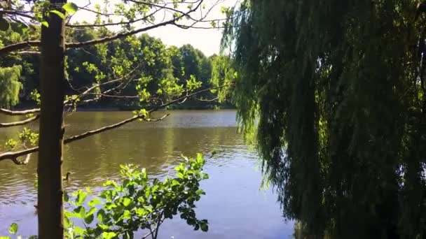 Puține Rațe Sub Salcie Uriaș Plângând Lac Din Hamburg Germania — Videoclip de stoc