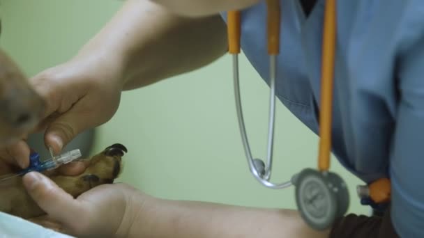 Veterinární Lékař Připevnění Kanyly Psa Nohu — Stock video