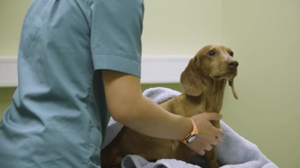 Dachshund Procedimento Espera Clínica Pet — Vídeo de Stock