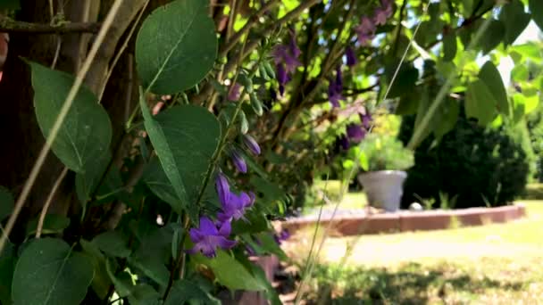 Nahaufnahme Einer Blüte Unter Einem Busch Garten — Stockvideo