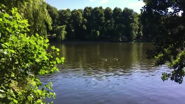 德国汉堡的一个小湖中 两只鸭子在游泳 — 图库视频影像