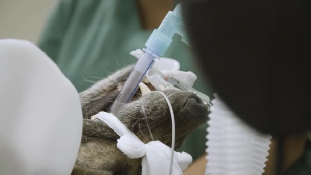 Perro Narcósis Durante Cirugía Clínica Mascotas — Vídeos de Stock