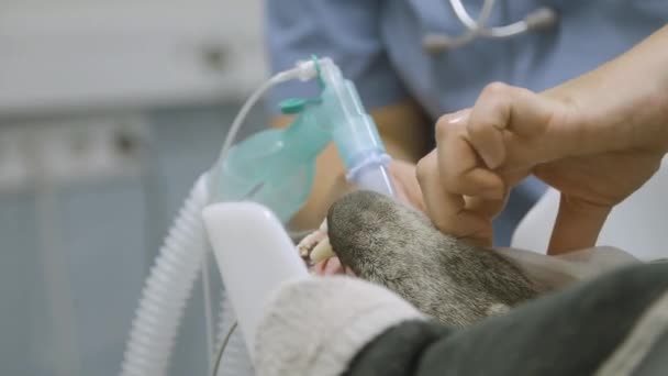 Förberedelser För Operation Djurkliniken — Stockvideo