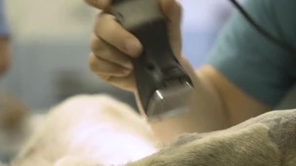 ペットクリニックで電気シェーバーで手術前に犬の足を切断 — ストック動画