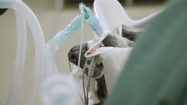 Perro Narcósis Durante Cirugía Clínica Mascotas — Vídeos de Stock