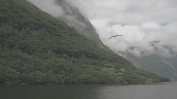 Bello Fiordo Norvegia Volo Gabbiano Tracking Shot Log — Video Stock