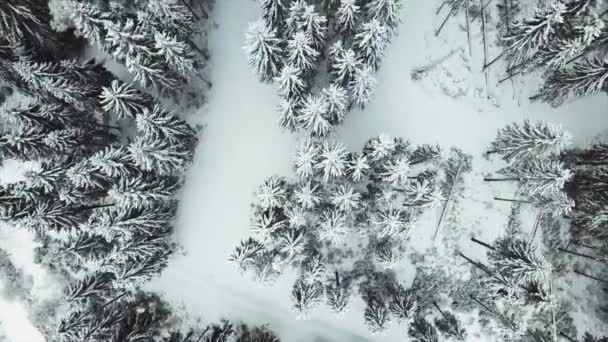 Drone Neergeschoten Het Blackforest Hinterzarten Wintertijd — Stockvideo