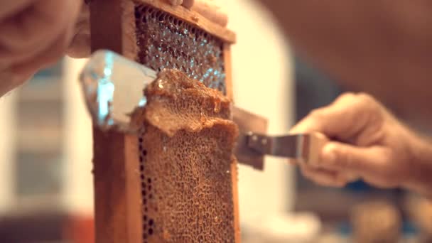 Včelař Který Používá Nůž Krájení Materiálu Který Včely Produkují Aby — Stock video