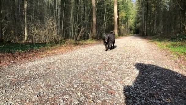 カメラを見てゆっくりとした動きで森の中を走る小さな黒い犬 — ストック動画