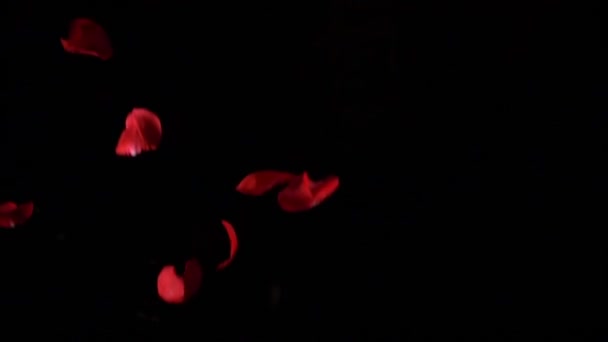 Настоящие Розы Падают Замедленной Съемке Черном Фоне — стоковое видео