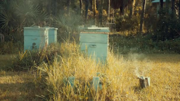 Široký záběr včelaře blížícího se k včelímu boxu a odstraňujícího podnosy s medovými pláty. Když odchází, následuje ho velká skupina včel..