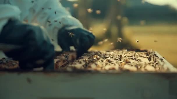 Detailní záběr na podnos z plástve medu, který se vytahuje z včelího boxu za časného východu slunce na Floridě