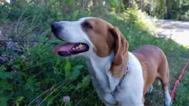 暑い夏の日 犬は風が顔に当たるのを楽しむ 彼の笑顔を見て — ストック動画