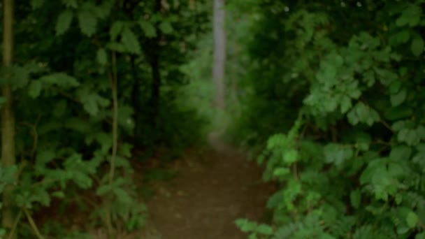 森の中を歩く手持ち撮影 — ストック動画