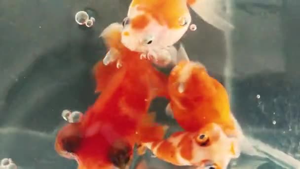 Topfoto Van Goudvissen Ranchu Vissen Die Rondzwemmen Een Klein Aquarium — Stockvideo