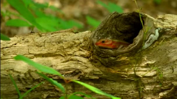 空树中的滑行蜥蜴 — 图库视频影像
