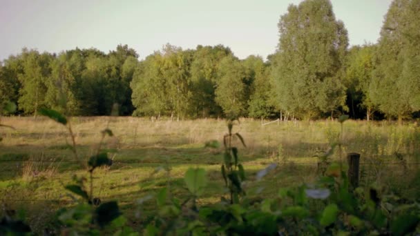 Bellissimo Campo Verde Con Una Foresta Sullo Sfondo — Video Stock