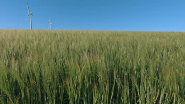 Grönt Vetefält Med Vindkraftverk Och Blå Himmel — Stockvideo