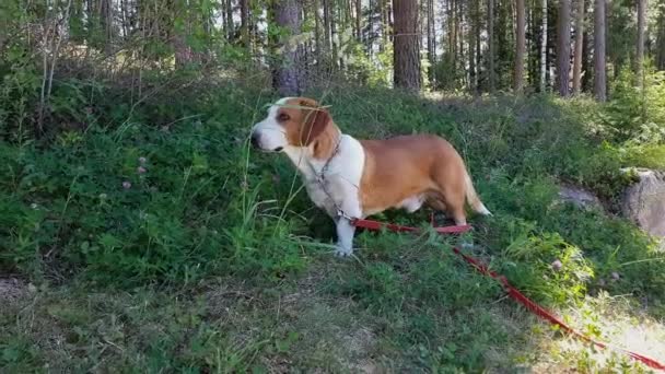 Hond Eet Gras Schaduw Net Buiten Het Bos — Stockvideo