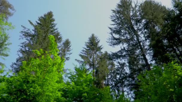 Deciduous Trees Conifers — Stock Video