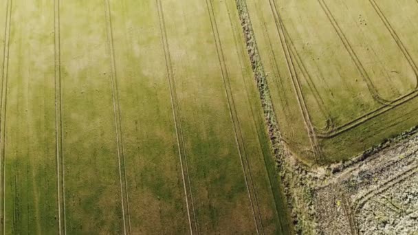 Tiro Aéreo Sobre Campos Trigo Wiltshire Reino Unido — Vídeo de Stock