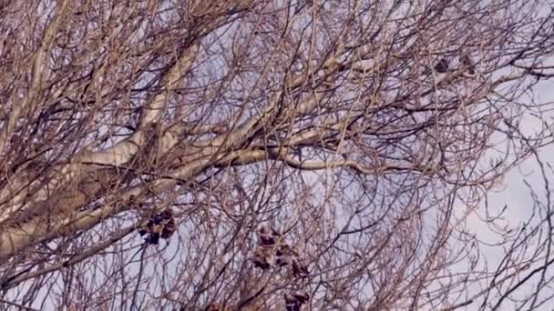 Árbol Invierno Sin Hojas Dos Pájaros — Vídeo de stock