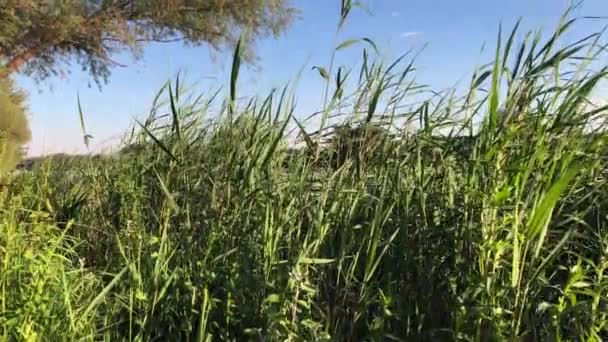 Dia Ensolarado Com Algumas Nuvens Brancas Apreciando Vistas Floresta Rio — Vídeo de Stock