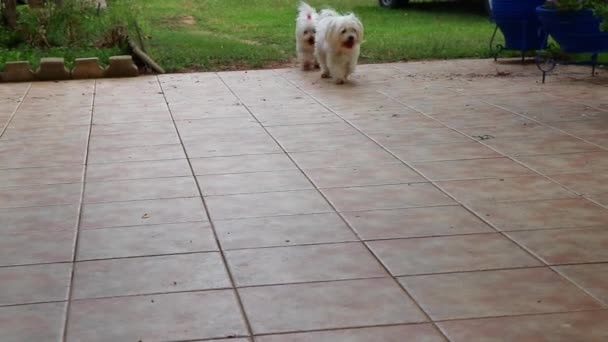 Cute Maltese Dogs Running Grasse Verde Tilos Casa Low Motion — Vídeo de Stock