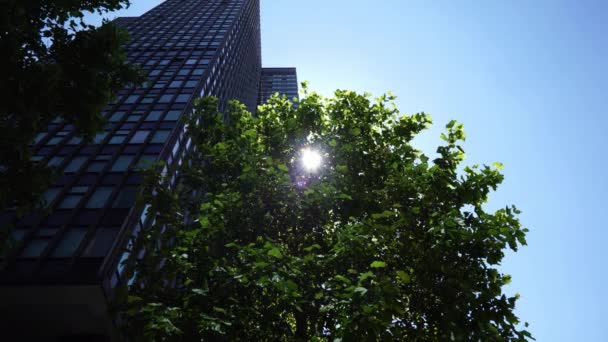 Londres Sol Través Árbol Rascacielos — Vídeo de stock