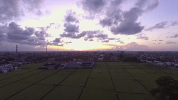 Bali Indonesia Púrpura Amanecer Arroces Campos Temprano Mañana — Vídeos de Stock