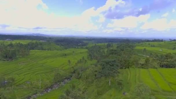 Bali Indonésia Arroz Campos Jatiluwih Cedo Manhã Aéreo Drone — Vídeo de Stock