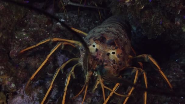 Lagosta Califórnia Seu Ambiente Natural — Vídeo de Stock