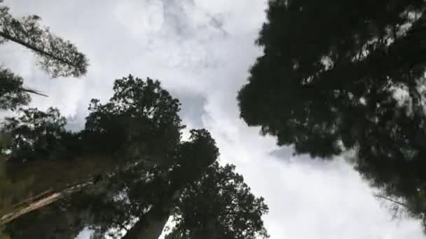 Drive Thru Sequoia Giant Forest California Ángulo Diferente Mirando Hacia — Vídeos de Stock