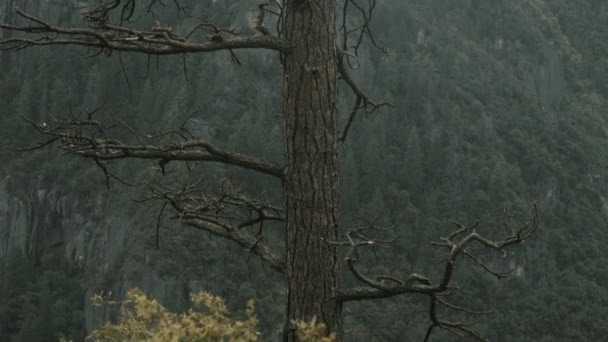 Oude Dode Boom Met Takken Bos Heuvels Achtergrond Yosemite California — Stockvideo