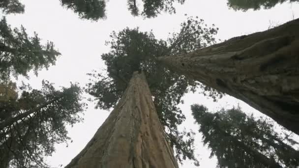 Sequoia Kæmpe Træer Skov Californien Ser Til Himlen Grene Dynamisk – Stock-video