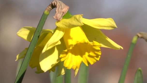 Весняні Квіти Місті — стокове відео