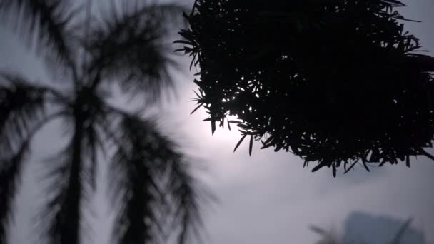 Silueta Negra Árboles Frente Sol Poniente — Vídeos de Stock