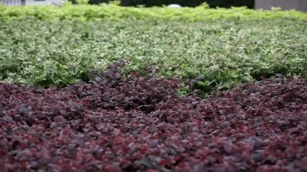 Bajo Tiro Panorámico Plantas Parque 50Fps — Vídeos de Stock