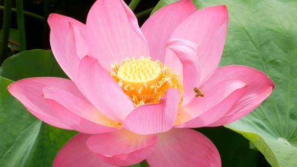 Lotus Kvete Ráno Bažině — Stock video