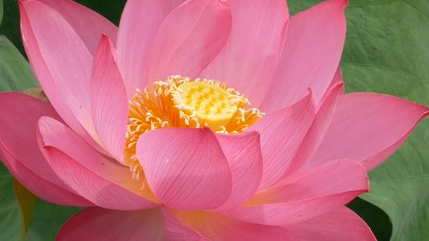 Lotus Bažině Ráno Oddálit Záběry Růžového Lotosu — Stock video