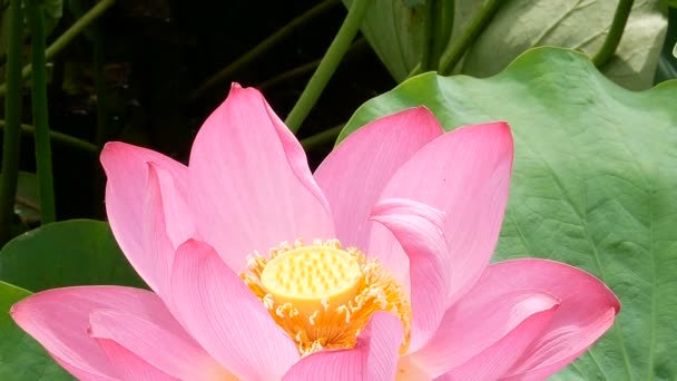 Lotus Fleurissant Dans Marais Matin — Video