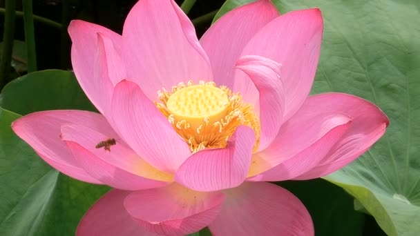 Lotus Fleurissant Dans Marais Matin — Video