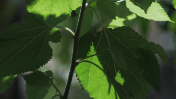 Verde Sai Gentilmente Movimento Vento Sopra Suavemente Fechar Tiro Com — Vídeo de Stock