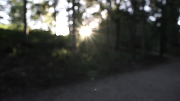 Sluneční Žár Klidném Švédském Lese — Stock video