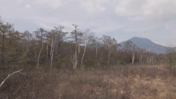 Japón Nikko Bosque Senjougahara Pantano Izquierdo Tiro Derecho — Vídeos de Stock