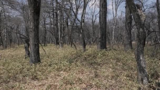 Nikko Parque Nacional Senjougahara Pantano Todavía Disparó Japón — Vídeo de stock