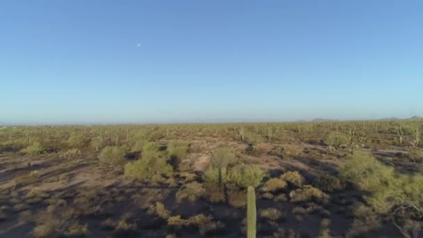 4K与仙人掌和月亮的沙漠地平线空中 — 图库视频影像