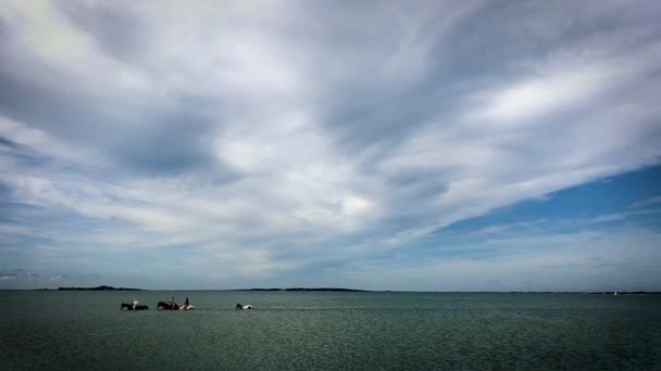 Las Mujeres Toman Caballos Marwari Para Nadar Chappaquiddick — Vídeos de Stock